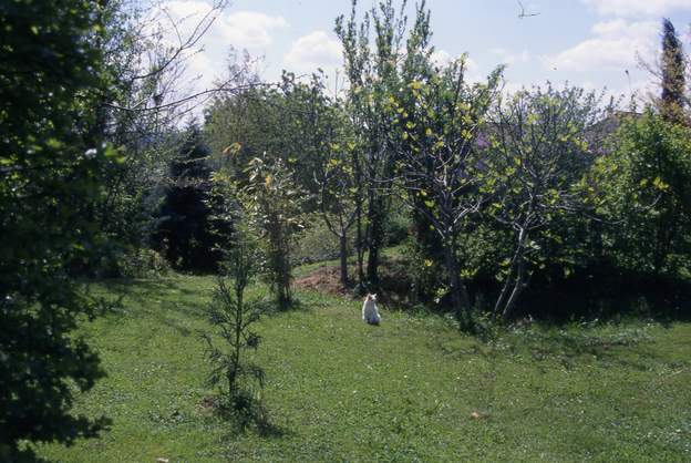 2000 04 essai de Cryptomeria ( arocaroides 'Rasen Sugi' ) ; il ne survivra pas à la sécheresse et sera abattu en 2004 Les cryptomerias n'ont en fait rien à faire dans...