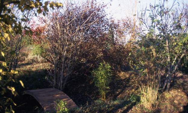 2002 05 1 petit pont japonisant : un pont de bois qui passe sur une rivière sèche, encadré de deux bambous d'Anduze, supposés géanter un jour : un 