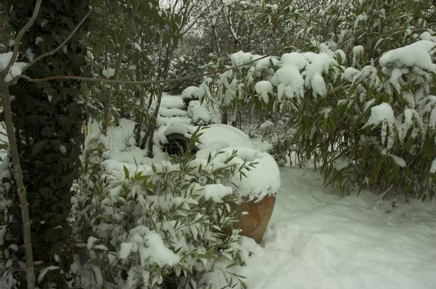 2010 01 1 La neige au début janvier, elle ne dure pas, mais c'est beau !