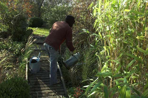 2011 11 En novembre 2011, Martine complète la rivière de miscanthus par deux autres cultivar de sinensis, 'Adagio' qui vient de la terrasse Nord et faisait double...