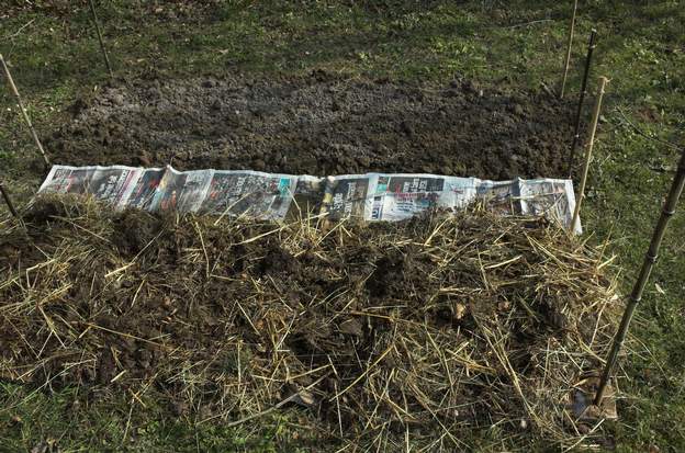 2011 02 (2) 10 cm de fumier de cheval (les journaux, c'est juste pour séparer la partie riche de la partie pauvre, en empêchant l'herbe de se développer).
