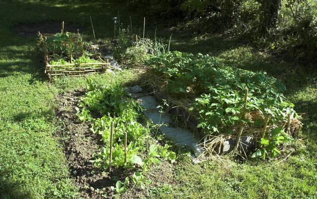 2011 05 1 ça y est, on mange les salades, et les pommes de terre spont sorties. trois pieds de tomates différents pour cet été.