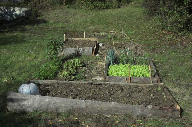 2011 11 En novembre, le potager augmente de taille, en profitant de ce que la marre est à sec pour apporter de la terre prise dans son fond. Merci Michel !