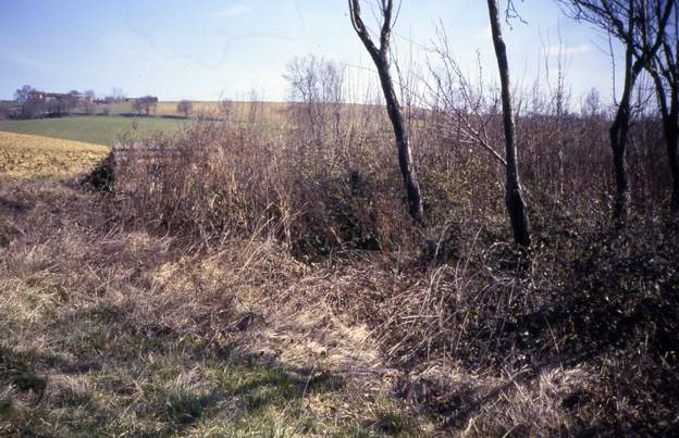 1986 03 Il est sûr qu'il faut avoir de l'imagination pour se dire que dans ce bosquet de repousses de pruniers, il y a une source captée que l'on pourra conduire vers...