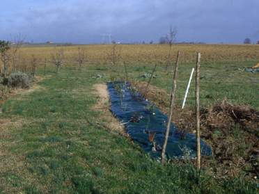 Le carré de l'ancien potager