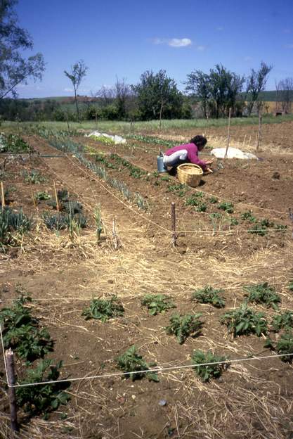 1987 07 (3) Au début, on s'est contenté de couper toutes les herbes, puis on a installé un grand potager. Enorme !