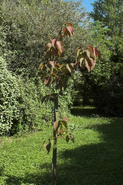 2007 Plantation d'un Polyothirsis sinensis pour le mariage d'Aurore et Soren.