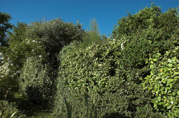 2009 06 10 ans après, en 2009, cette haie que nous avons laissé pousser monte trop haut, on va tailler tout ça un de ces jours. Le problème : je n'ai pas le temps ! (et...