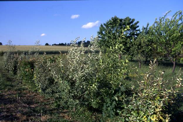 1997 05 1997 : On commence une grande haie au nord, pour protéger à la fois du vent du nord et des projections des traitements de l'agriculteur voisin