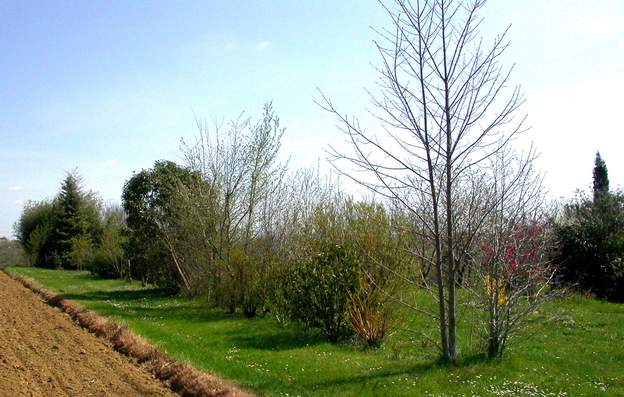 2004 C'est la dernière année où l'on voit des plantes bien séparées.