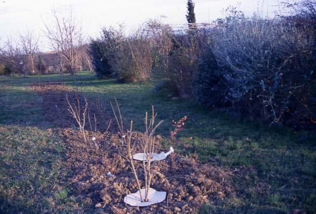 2001 En 2001 on en commence un petit : deux haies parallèles d'abord, qui - à partir de 2005 - seront bloquées sur les côtés pour faire comme un parcours sinueux.