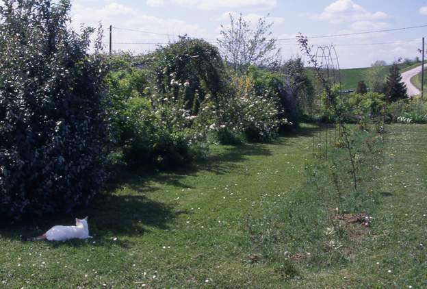 2002 03 Il s'agit de plantes à fleurs surtout, et on n'a pas remis de plastique. Donc la pousse sera moins rapide, la différence est très nette.