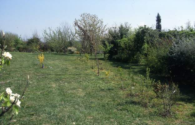 2002 05 Début de la deuxième haie. Heureusement qu'il y a le forsythia pour qu'on la voie !