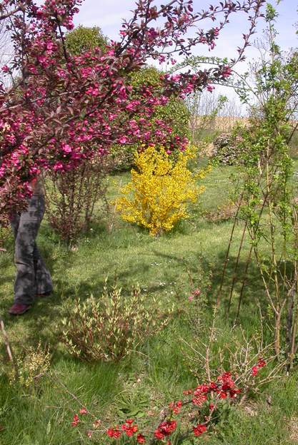 2006 03 Le rouge vif du pommier Malus hupehensis 