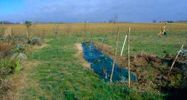 Le carré de l'ancien potager Il n'est pas resté en potager longtemps ! on l'a remplacé par un carré de haie.