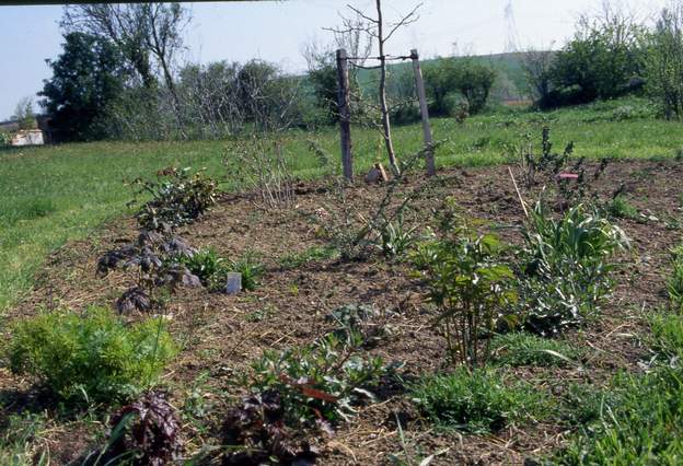 1992 04 Après traitement au round-up, on retourne à la pioche d'abord puis la fourche bêche. Puis on plante une clématite montana grandiflora 'alba' à ses pieds, c'est...