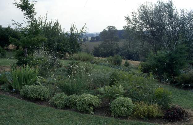 1993 09 1 On agrandit avec des sauges panachées, fort jolies, qui ne durent pas longtemps (alors que les officinales sont increvables), mais comme elles sont en bordure,...