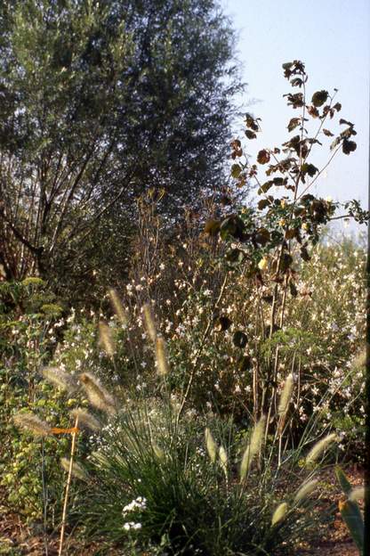 1994 09 Un noisetier pourpre avec devant des pennisetum et des gauras en fond.