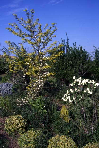 1995 05 1 Les sauges panachées vont vite s'abîmer, le climat ne leur convient pas, même taillées soigneusement. Quand à la clématite c'est la dernière fois qu'elle est...