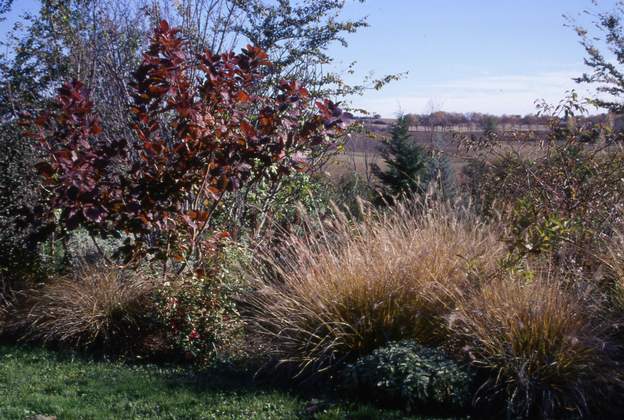 1997 11 Les pennisetum vont bien dans ce genre de plate-bande, en contrepoint du cotinus "Dummeri Grace".