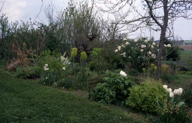 1999 04 La pivoine c'est 'la cigogne sur un champ de neige' comme la pivoineraie a fermé, je ne sais pas son nom latin. en fait après recherche, je pense que c'est un...