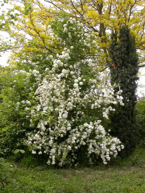 2006 04 La viorne opulus s'élève au dessus d'une spirée blanche elle aussi spirea cantonensis "florepleno" . Sur le fond doré du févier, ca pète !