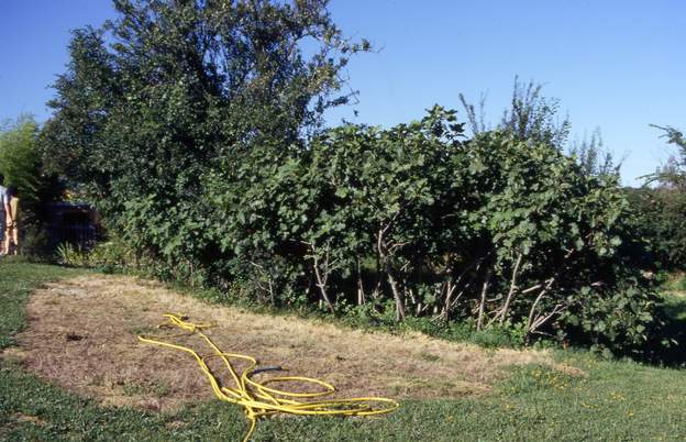 1994 05 Conception au mois de mai : le long de la haie de figuiers qui court de la source au nord vers le barrage au sud, on fait une forme en demi-coeur avec un tuyau.