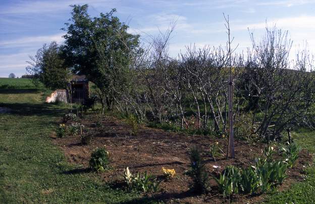 1995 04 0 Les iris comme ça, ce n'est pas une bonne idée, beaucoup trop d'entretien. On profite de ce que la terre est nue pour mettre des annuelles.