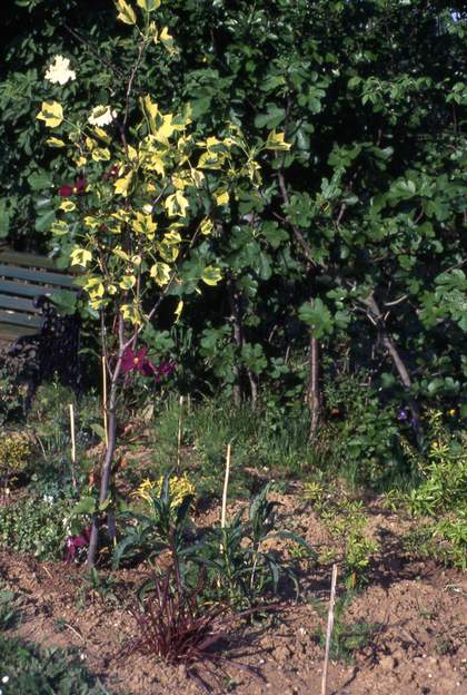 1995 05 tulipier berberis On ajoute au nord du demi-coeur un tuliper panaché ( Liriodendro tulipifera ) et des berbéris ( 'wallichiana' ; ils sont à droite dans cette photo). derrière le...