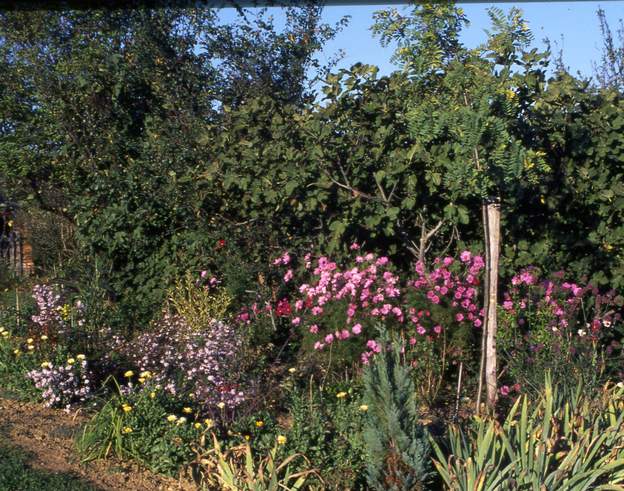 1995 10 1 On remplit le fond avec des rosiers qui cacheront le pied de l'arbre car ce dernier doit pousser haut