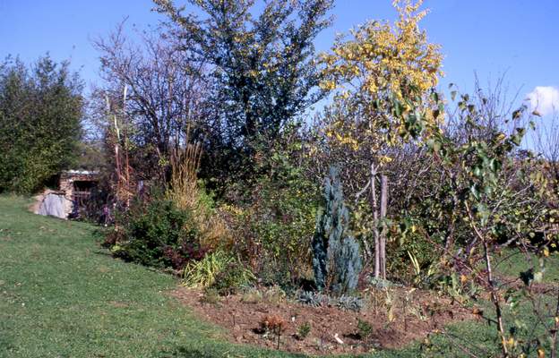 1997 12 Au pied de l'acacia doré un Chamaecyparis lawsoniana 'columnaris' , l'un des rares chamaecyparis qui résistera aux sécheresses des années 2003 et plus. En fait...