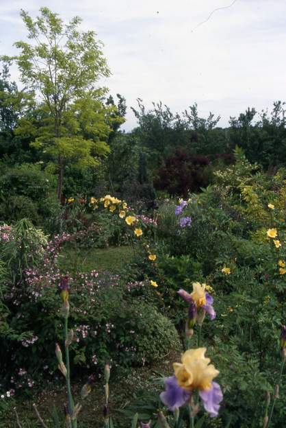 1999 05 L'ensemble des deux plate-bande fut conçu dès le départ comme un tout, les arbres de la romantique (ici l'acacia) font comme un paysage volé.