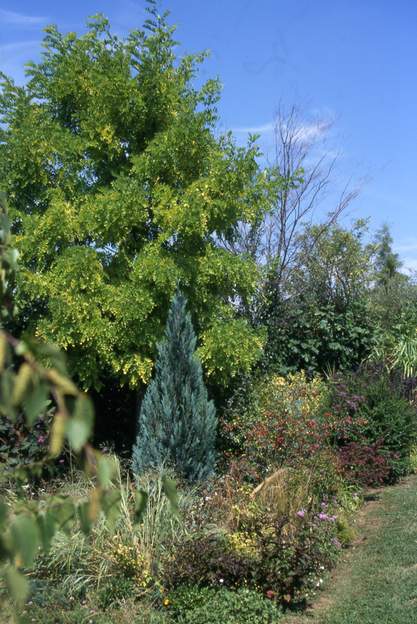 2000 08 L'acacia grandit plus vite que le chamaecyparis. L'ensemble est plus joli à cette époque qu'au printemps, où le contraste entre le doré de l'acacia et le...