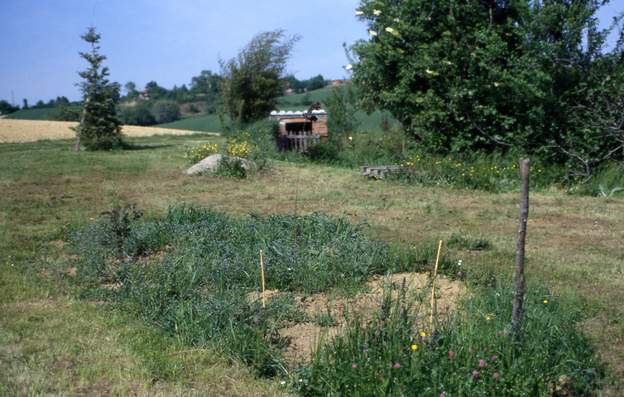 1994 05 Nous laissons pousser l'herbe en taillant autour avec la débroussailleuse : c'est notre seconde méthode pour déterminer quelle serait la meilleure forme de...