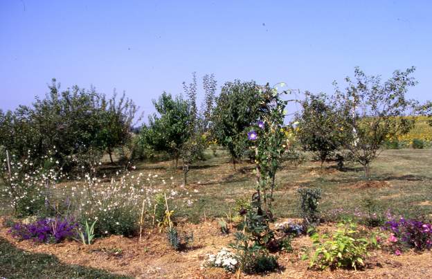 1994 09 une fois l'herbe morte (ah oui, on a traité...actuellement on ne le fait plus, on arrache l'herbe à la pioche et on plante directement, l'écologie ça...