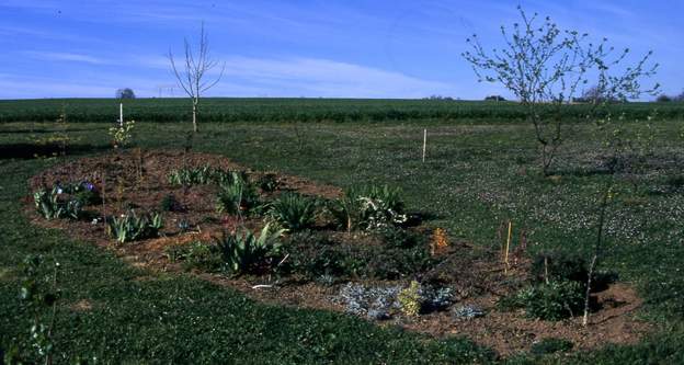 1995 04 Un an après c'est toujours bien bas ; les plantes sont toujours choisies très jeunes, sinon elles ont trop de mal à repartir, quand elles y arrivent. Il faut...