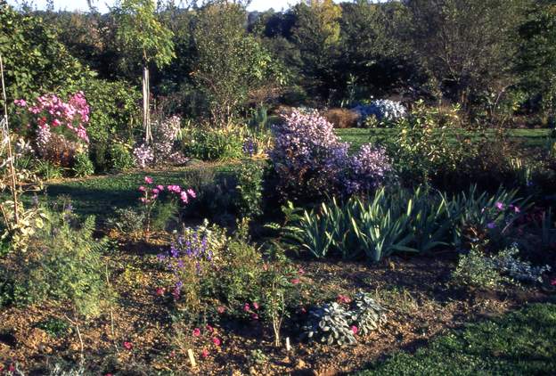 1995 10 Beaucoup de fleurs occupent l'espace que rempliront petit à petit les buissons quand ils prendront de l'ampleur