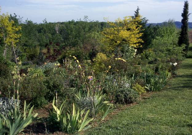 1998 05 Le fond, volé aux autres plate-bandes, est bien sûr important : à gauche l'acacia doré, à droite le févier doré (de la plate-bande blanche) , renforcent le...