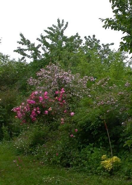 2005 05 Nord de la romantique, le rosier sinensis Mutabilis avec un pied un Choysia doré ( Choysia ternata 'Sunburst' ) qui deviendra très gros, comme son frère dans le...