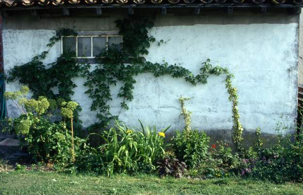 1991 05 On a ici la partie la plus ancienne, lovée contre le mur nord de la maison. C'est un (fort moche) appentis qui nous sert à ranger les outils de jardinage. Comme...