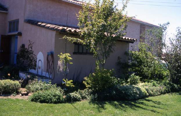 2000 05 1 La plate-bande le long du mur ne fait qu'augmenter : une glycine en arbre à gauche de l'érable. C'est alors qu'on se dit qu'un nouveau massif, séparé du mur par...