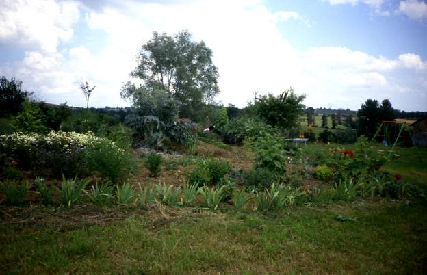 1988 09 1 L'erreur funeste des débutants : des iris plantés de cette manière. L'herbe (le chiendent) va les envahir très rapidement. Bon, en attendant ça fait des fleurs.