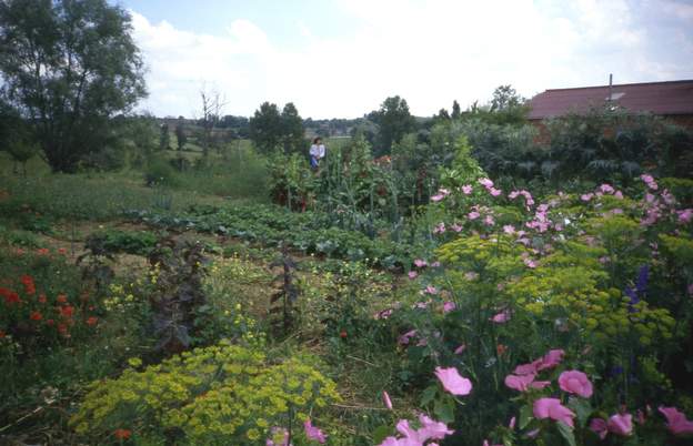 1988 09 ouest potager saule Au début cette plate bande est surtout semée de fleurs. Terrain archi dur, sec, pauvre. ça va être du boulot que d'y faire pousser des arbustes.