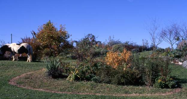 1997 12 Alors on agrandit. Surtout que les berbéris commencent à grandir, il faut mettre des fleurs plus loin, sinon ils vont trop obscurcir la plate-bande.