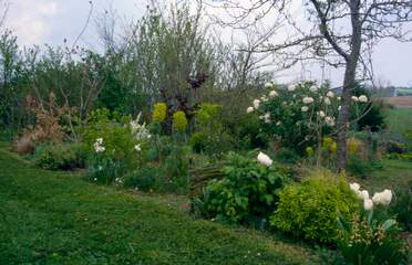 La plate-bande blanche Le premier (historiquement) morceau des plates-bandes du Nord-Est. Des fleurs blanches uniquement, pour celles qui sont...