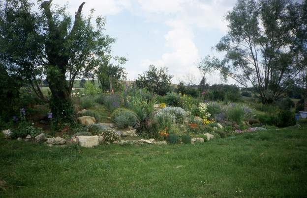 1988 09 1 Peu d'arbustes encore, mais des fleurs, et puis l'énorme saule remplit l'espace de loin, ce sont ses derniers beaux jours.