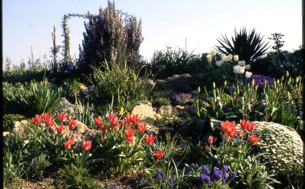 1991 05 Tout est encore très bas, et pleins de plantes de rocaille