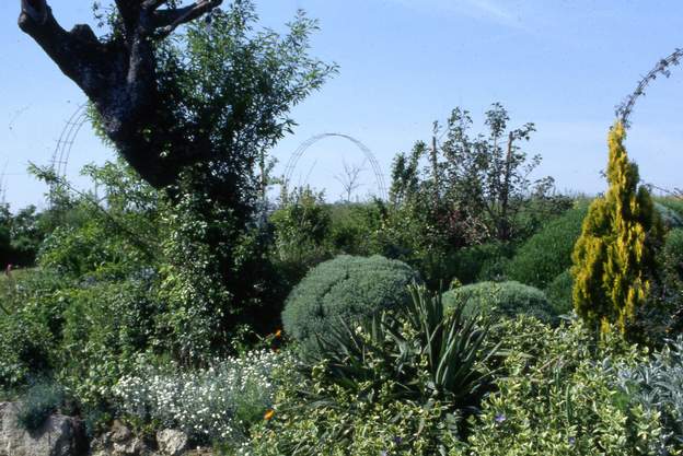 1994 05 1 Les santolines sont soigneusement taillées après la floraison et pendant l'année, afin de rester en boule compacte. Sinon elles s'esclaffent et cassent.