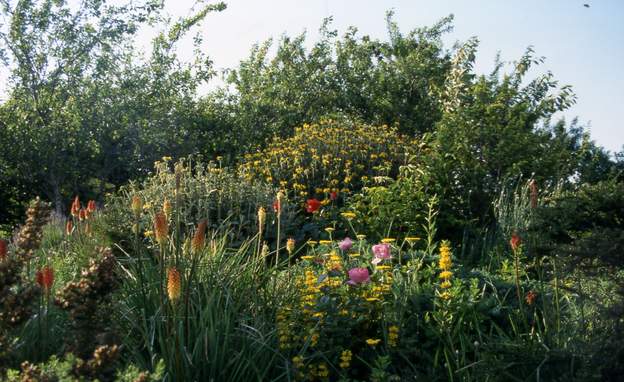 2002 06 Comme les arbres fruitiers ont poussé, on obtient une vue montant impressionnante. L'effet est renforcé parce que les plantes du bas sont petites et celles du...