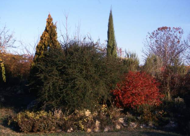 2002 10 Le berbéris normal devient envahissant. la canicule de l'année suivante se chargera de le tailler